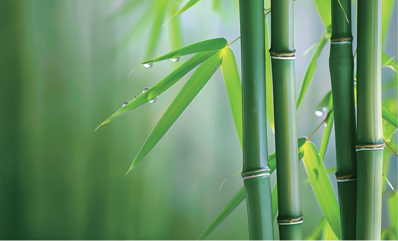 我院研究成果“新型鎂質(zhì)無(wú)機(jī)膠復(fù)合竹材料與結(jié)構(gòu)技術(shù)體系”入選《山東省綠色技術(shù)推廣目錄》